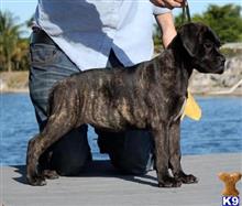mastiff puppy posted by stankolee