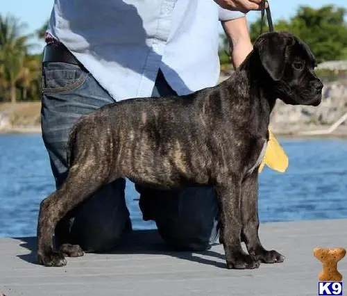 Mastiff