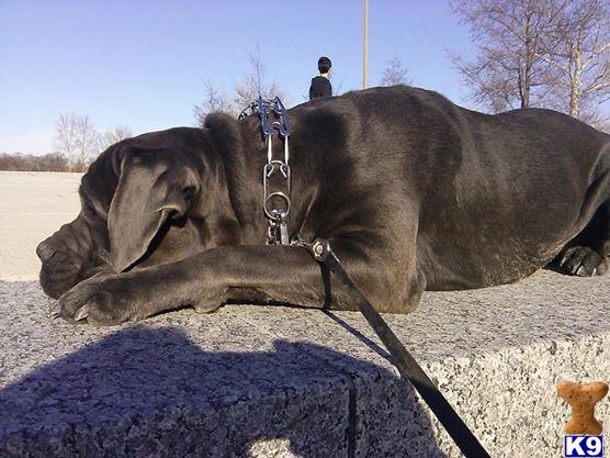 Italian Cane Corso stud dog