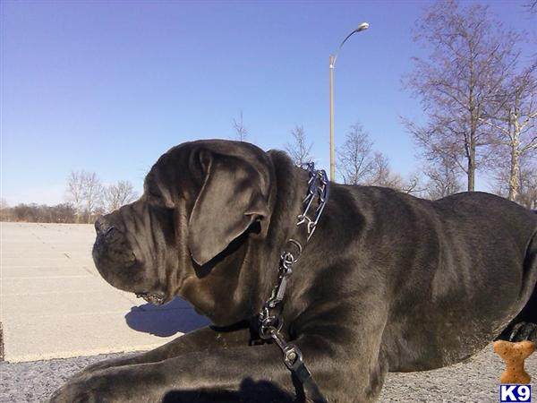 Italian Cane Corso stud dog