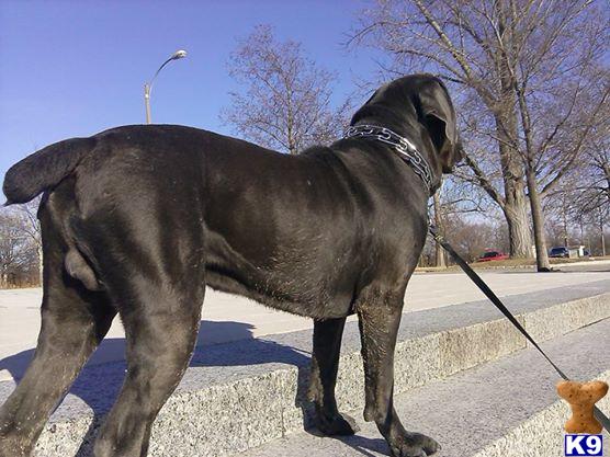 Italian Cane Corso stud dog