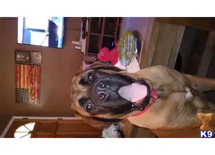 Mastiff