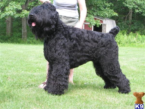 Black Russian Terrier stud dog