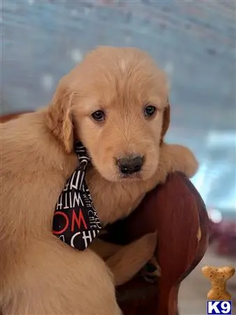 Golden Retriever puppy for sale