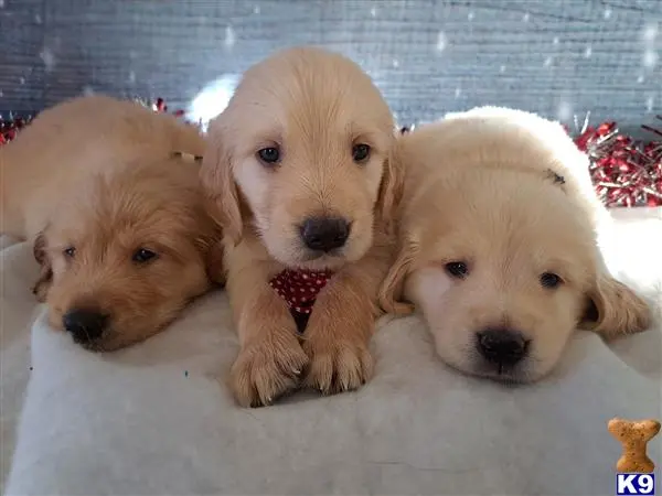 Golden Retriever puppy for sale