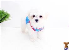 Major available Maltese puppy located in Los Angeles