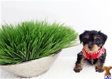 yorkshire terrier puppy posted by staryorkie