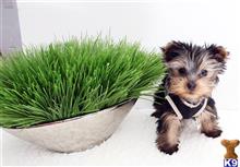 yorkshire terrier puppy posted by staryorkie