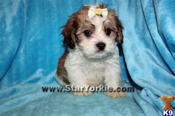 havanese puppies for sale in mississippi image gallery teacup havanese havanese puppies for sale in mississippi image gallery teacup havanese
