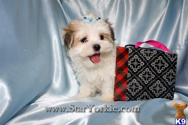 havanese puppies for sale los angeles havanese puppy for sale tiny teacup havanese puppies available around los 6 years havanese puppies for sale los angeles havanese puppy for sale tiny teacup havanese puppies available around los 6 years