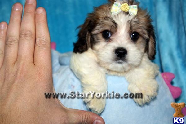 havanese puppies for sale los angeles havanese puppy for sale teacup havanese puppies available in los angeles 6 years havanese puppies for sale los angeles havanese puppy for sale teacup havanese puppies available in los angeles 6 years