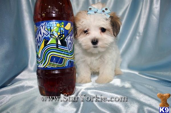 teacup havanese price havanese puppy for sale tiny teacup havanese puppies available around los 6 years teacup havanese price havanese puppy for sale tiny teacup havanese puppies available around los 6 years