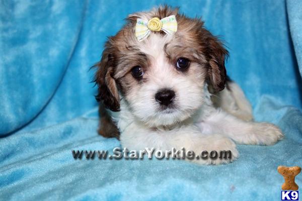 teacup havanese price havanese puppy for sale teacup havanese puppies available in los angeles 6 years teacup havanese price havanese puppy for sale teacup havanese puppies available in los angeles 6 years