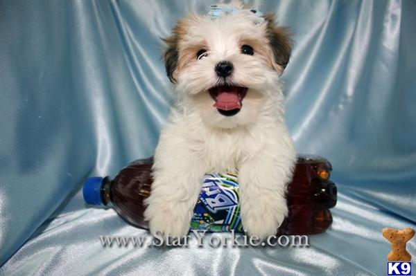 teacup havanese price havanese puppy for sale tiny teacup havanese puppies available around los 6 years teacup havanese price havanese puppy for sale tiny teacup havanese puppies available around los 6 years