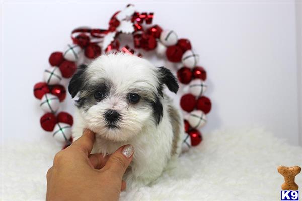 maltese puppy posted by staryorkie