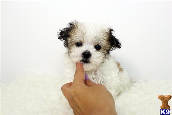 havamalt puppies for sale maltese puppy for sale teacup havamalt puppy available 4 years havamalt puppies for sale maltese puppy for sale teacup havamalt puppy available 4 years