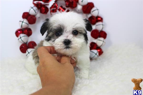 havamalt puppies for sale maltese puppy for sale dollar teacup havamalt puppy available 4 years havamalt puppies for sale maltese puppy for sale dollar teacup havamalt puppy available 4 years