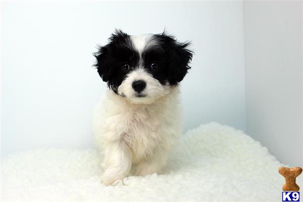 maltese puppy posted by staryorkie