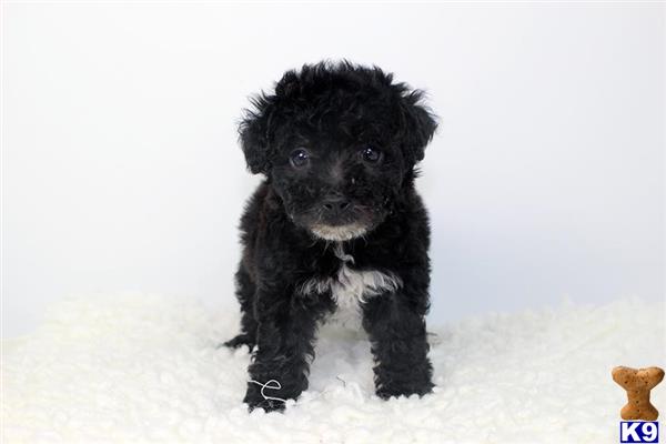 maltese puppy posted by staryorkie