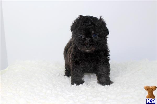 maltese puppy posted by staryorkie