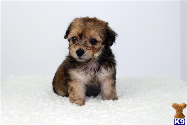 maltese puppy posted by staryorkie