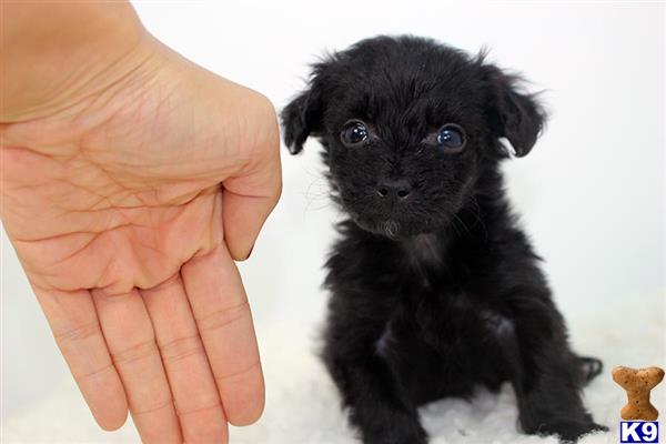 maltese puppy posted by staryorkie