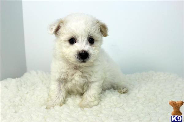 maltese puppy posted by staryorkie