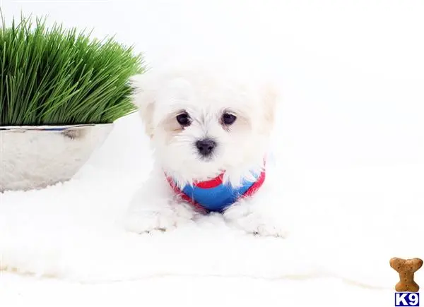 Maltese puppy for sale