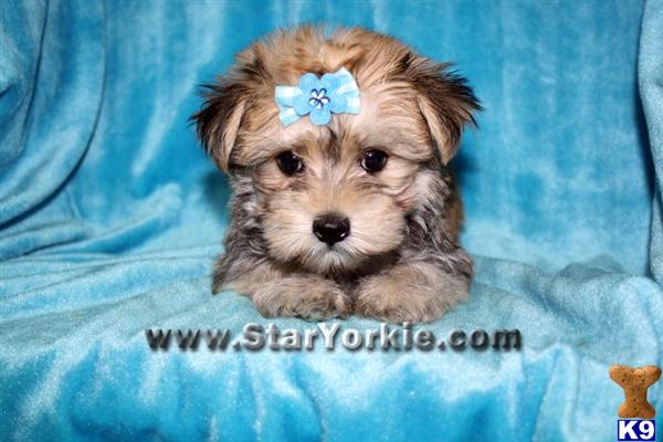 maltipoo yorkie mix maltese and yorkie mix teacup www imgkid the image kid has it maltipoo yorkie mix maltese and yorkie mix teacup www imgkid the image kid has it