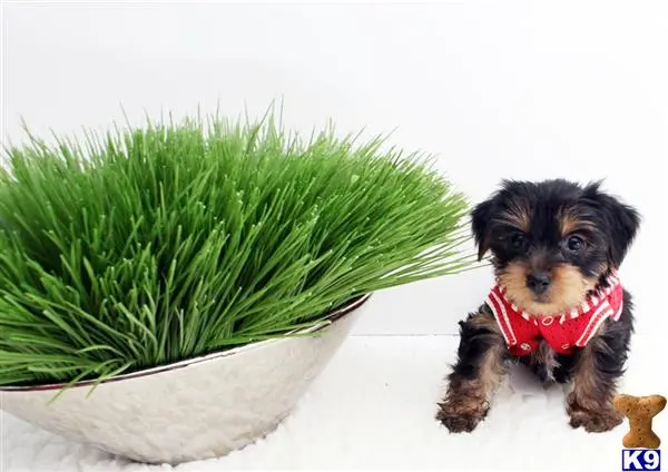 Yorkshire Terrier puppy for sale