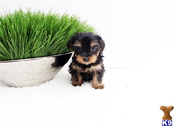 pocket yorkie puppies terrier puppy for sale pocket yorkie puppy 2 years pocket yorkie puppies terrier puppy for sale pocket yorkie puppy 2 years