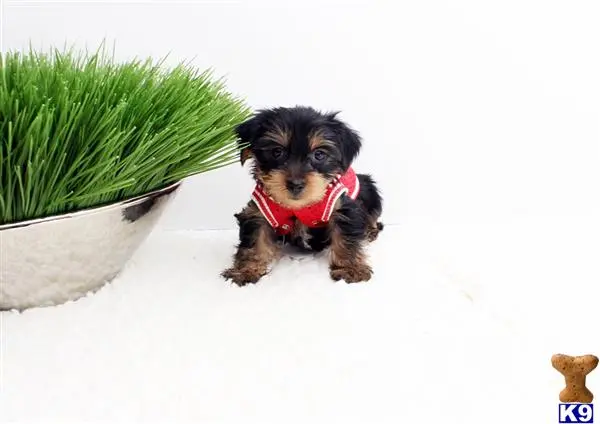 Yorkshire Terrier puppy for sale