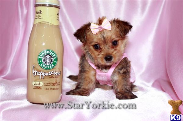 maltese yorkie mix price mixed breed puppy for sale teacup morkie maltese yorkie mix puppies availabl 6 years maltese yorkie mix price mixed breed puppy for sale teacup morkie maltese yorkie mix puppies availabl 6 years