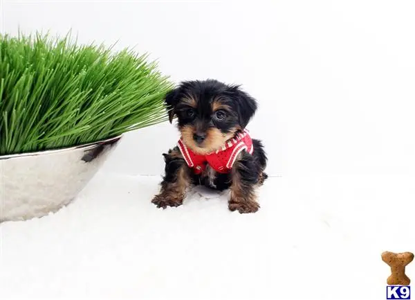 Yorkshire Terrier puppy for sale