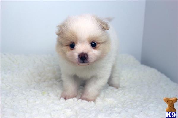 pomeranian puppy posted by staryorkie