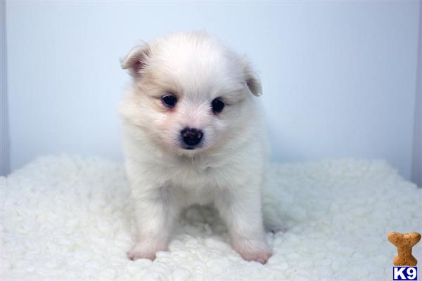pomeranians for sale california pomeranian puppies for sale in california pomeranians for sale california pomeranian puppies for sale in california