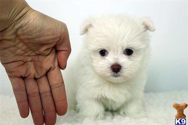 pomeranian puppy posted by staryorkie