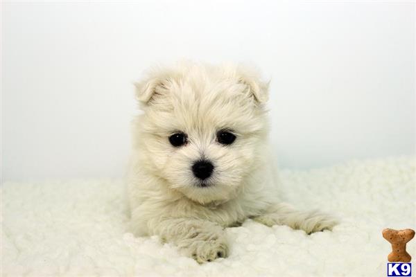pomeranian puppy posted by staryorkie