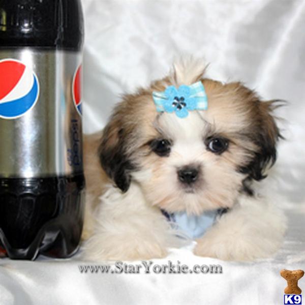 shih tzu puppies for sale in los angeles california shih tzu puppy for sale teacup shih tzu puppies available now in los 5 years shih tzu puppies for sale in los angeles california shih tzu puppy for sale teacup shih tzu puppies available now in los 5 years
