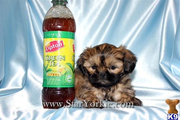 shih tzu puppies for sale in los angeles california shih tzu puppy for sale teacup shih tzu puppies for sale in los angeles c 6 years shih tzu puppies for sale in los angeles california shih tzu puppy for sale teacup shih tzu puppies for sale in los angeles c 6 years