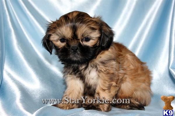 shih tzu puppies for sale in los angeles california shih tzu puppy for sale teacup shih tzu puppies for sale in los angeles c 6 years shih tzu puppies for sale in los angeles california shih tzu puppy for sale teacup shih tzu puppies for sale in los angeles c 6 years