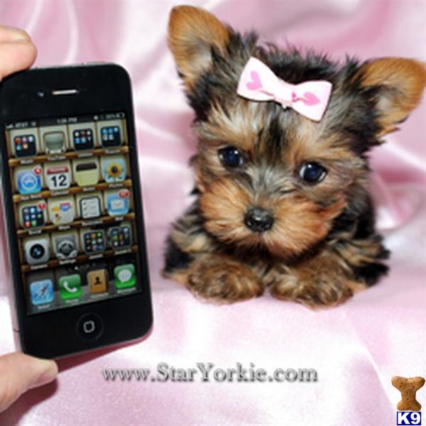 teacup yorkie for sale in san diego terrier for sale tiny teacup yorkie puppies avaialble around los teacup yorkie for sale in san diego terrier for sale tiny teacup yorkie puppies avaialble around los