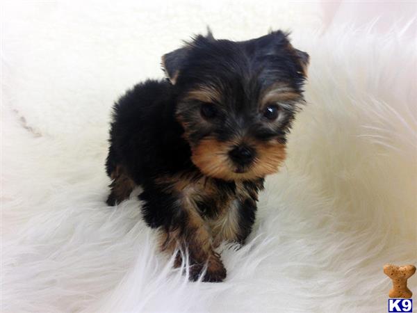 Yorkshire Terrier dog