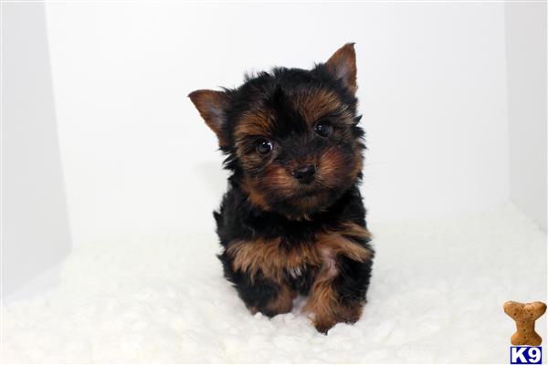 yorkshire terrier puppy posted by staryorkie