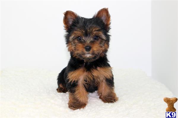 yorkshire terrier puppy posted by staryorkie
