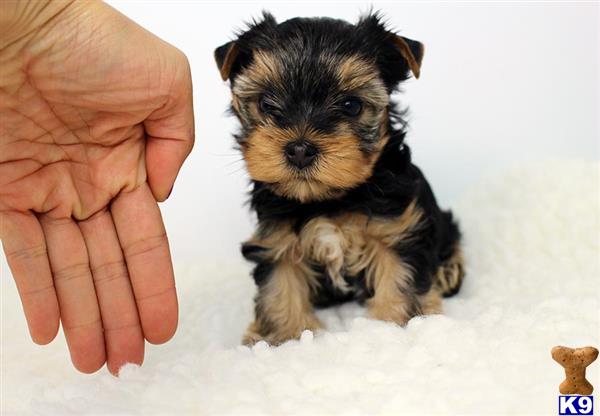 yorkshire terrier puppy posted by staryorkie