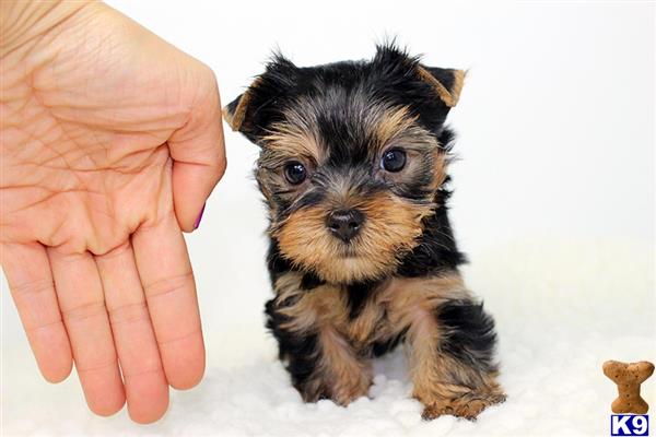 yorkshire terrier puppy posted by staryorkie