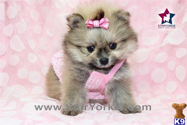 teacup pomeranian for sale in las vegas pomeranian puppy for sale show potential teacup pomeranian puppy in las 3 years teacup pomeranian for sale in las vegas pomeranian puppy for sale show potential teacup pomeranian puppy in las 3 years
