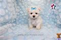 Maltese