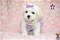 Maltese